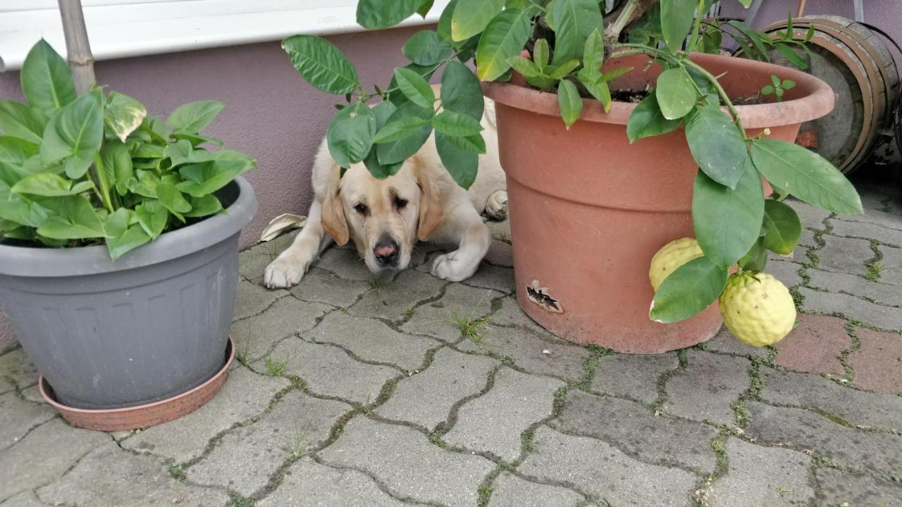 Novákporta vendégház Lakhegy Kültér fotó